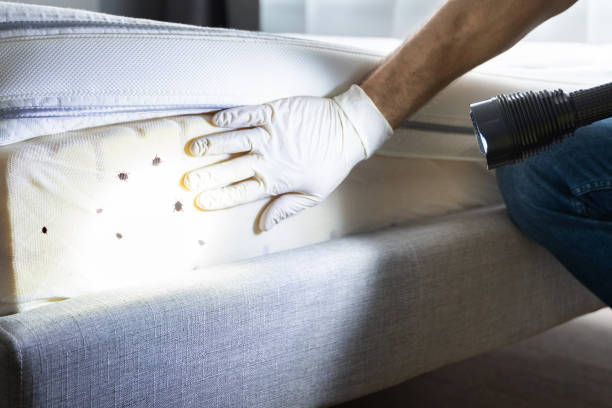 Best Affordable Pest Control Services  in West Covina, CA