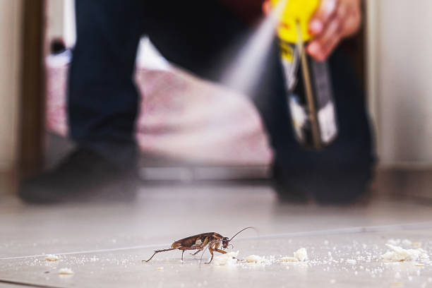 Best Local Pest Control Services  in West Covina, CA